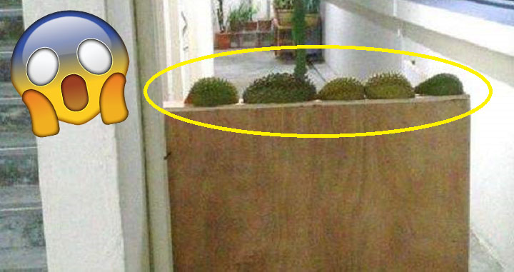 Singaporean Man Builds Wall in Yishun to Ward Off Neighbour From Hell - World Of Buzz