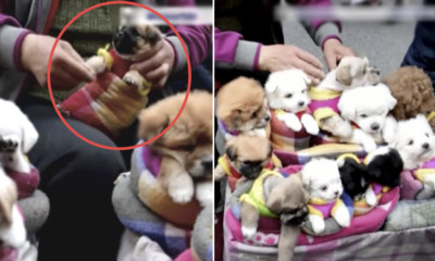 Viral Video Shows Puppies Tightly Wrapped in Cloths are Sold Like Toys on Street - World Of Buzz 1