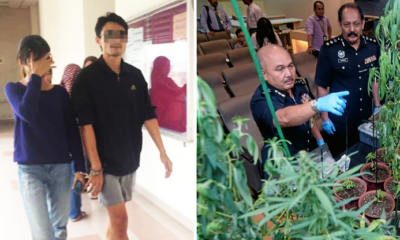 Couple Caught Growing 38 Ganja Plants in Puchong Condo Faces Death Penalty - World Of Buzz 4