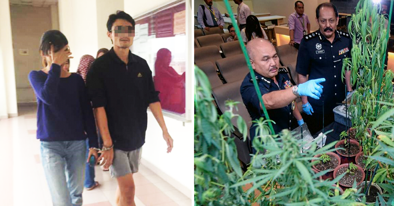 Couple Caught Growing 38 Ganja Plants in Puchong Condo Faces Death Penalty - World Of Buzz 4