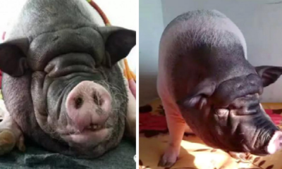 Huge Pet Pig's Snoring Disrupts Peace, Causes Chinese Family to Move Six Times - World Of Buzz 3