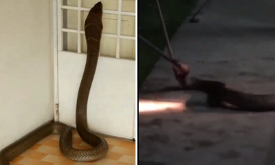Huge Snake Slithers Into Malaysian's House For Few Days Vacation Finally Discovered and Caught - World Of Buzz 5