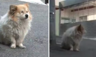 Little Dog Waits Patiently for 3 Years for Sick Owner Who is Never Coming Back - World Of Buzz 4