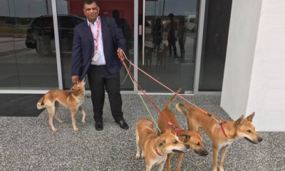 Tony Fernandes Reveals Names of Four Adorable Stray Dogs Adopted by AirAsia - World Of Buzz 6