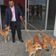 Tony Fernandes Reveals Names of Four Adorable Stray Dogs Adopted by AirAsia - World Of Buzz 6