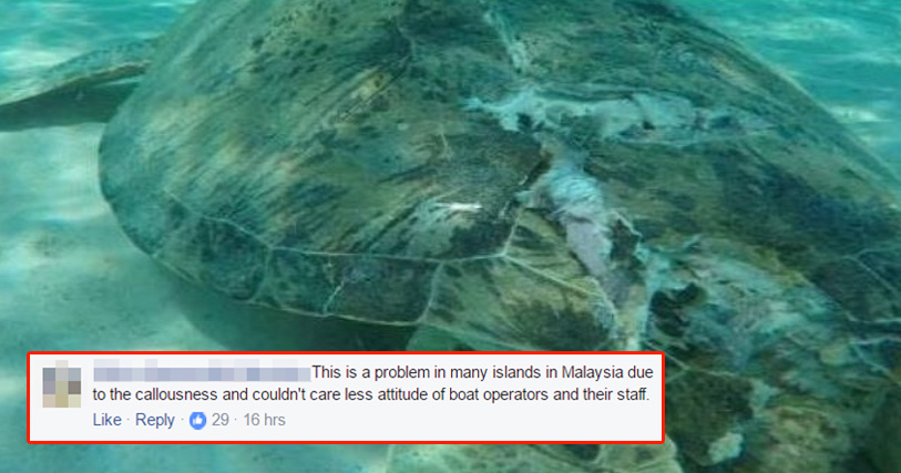 Turtle Killed by Boat Propeller in Pulau Perhentian, Netizens Upset Over Negligence - World Of Buzz 6