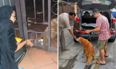 Dog Starves After Abandoned by Owners, Kindhearted Malaysians Care For it - World Of Buzz 8