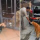 Dog Starves After Abandoned by Owners, Kindhearted Malaysians Care For it - World Of Buzz 8