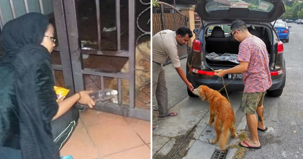 Dog Starves After Abandoned by Owners, Kindhearted Malaysians Care For it - World Of Buzz 8