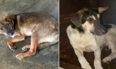 Dogs Are Now Being Poisoned by Malaysians Scared of Rabies Outbreak - World Of Buzz 3