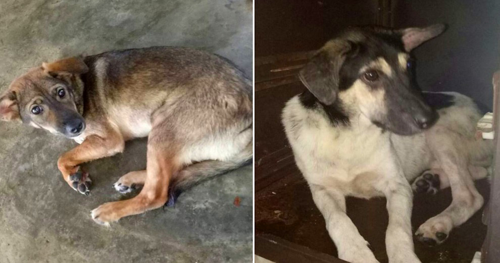 Dogs Are Now Being Poisoned by Malaysians Scared of Rabies Outbreak - World Of Buzz 3