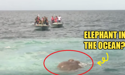 Elephant Swept Away and Stranded in The Ocean, Navy Rescues it - World Of Buzz