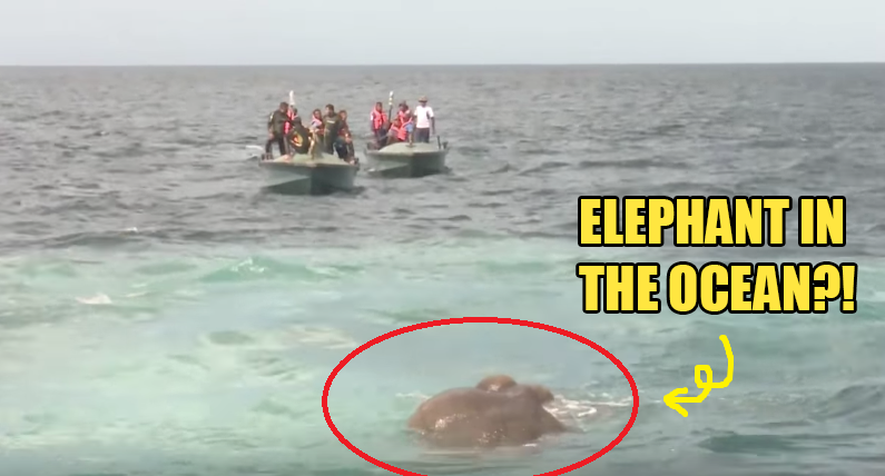 Elephant Swept Away and Stranded in The Ocean, Navy Rescues it - World Of Buzz