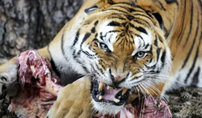 Heartless Children Dumps Elderly Parents in Tiger Reserve to be Mauled for Compensation - World Of Buzz