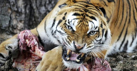 Heartless Children Dumps Elderly Parents in Tiger Reserve to be Mauled for Compensation - World Of Buzz