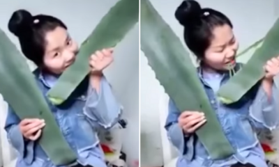 Lady Live Streams Herself Eating 'Aloe Vera', Almost Dies - World Of Buzz