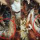 Malaysian Lady Disgustingly Finds Worms Wriggling in Fried Chicken from Kuantan Mamak - World Of Buzz 2