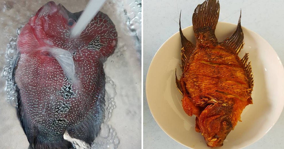 Malaysian Man Fries RM2,800 Flowerhorn Fish, Criticised by Angry Netizens - World Of Buzz 8