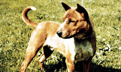 Most exotic dog breed is a kampung dog from Malaysia? - World Of Buzz 10