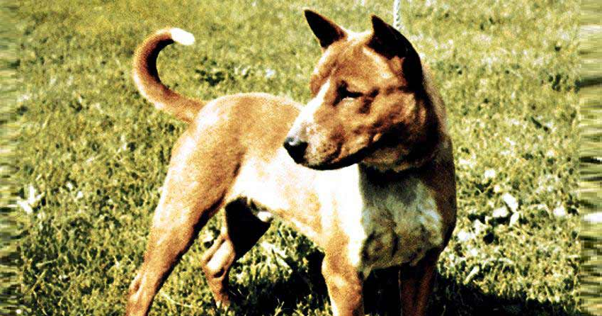 Most exotic dog breed is a kampung dog from Malaysia? - World Of Buzz 10