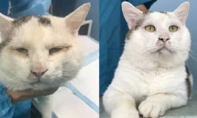 Netizens Are Going Crazy Over Stray Cat Getting 'Double Eyelid Surgery' - World Of Buzz 4