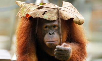 RM128 Million Funds for Orang Utans "Not Spent Wisely", Species Continue to Decline - World Of Buzz
