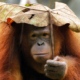 RM128 Million Funds for Orang Utans "Not Spent Wisely", Species Continue to Decline - World Of Buzz
