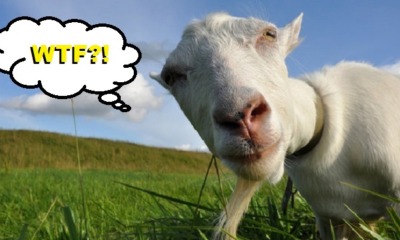 3 Indonesian Boys Sexually Abuse Friends and a Goat after Watching Porn - World Of Buzz 4