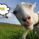 3 Indonesian Boys Sexually Abuse Friends and a Goat after Watching Porn - World Of Buzz 4