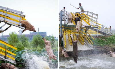 Farmer Makes Pigs Dive Off Platform Daily to Keep Them Healthy - World Of Buzz 2