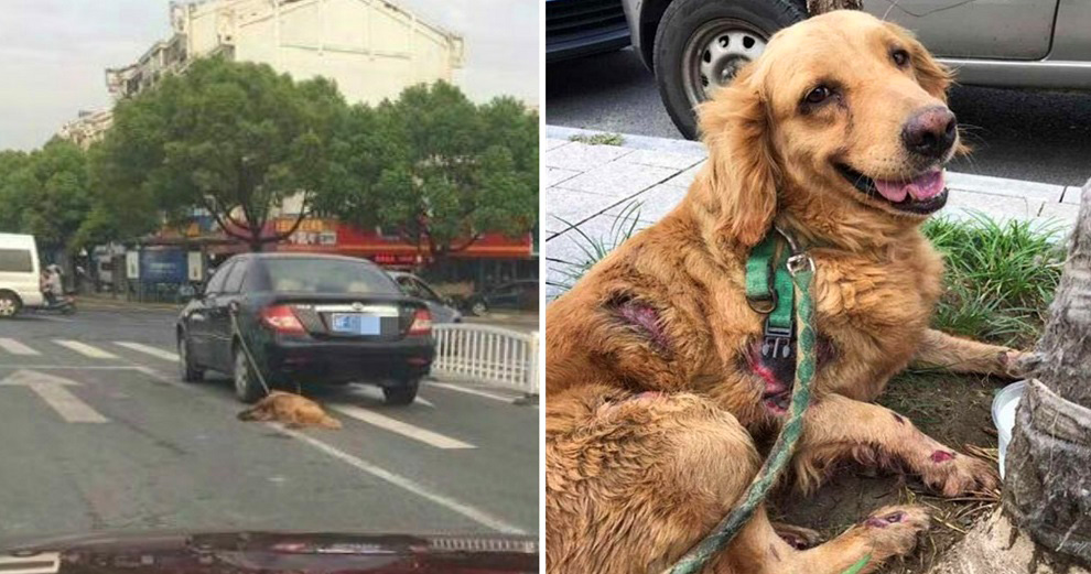Man Drives Car, Unaware He Was Dragging Pet Dog On The Road - World Of Buzz 4