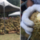 Massive Durian Event Cancelled Due to Unripe Fruit, Organisers Sell at RM12/kg! - World Of Buzz