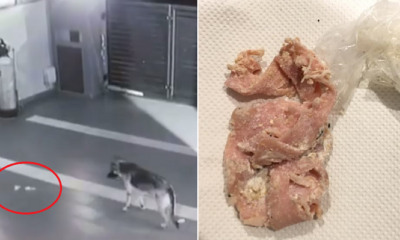 M'sian Girl Suspects Neighbours Tried to Poison Her Dog After Discovering Suspicious Meat - World Of Buzz 3