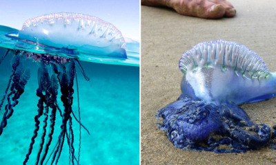 Tourists Warned After Venomous Sea Creatures Detected At a Thailand Beach - World Of Buzz