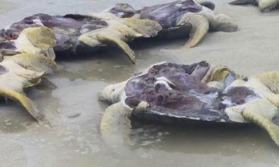 8 Endangered Green Turtles Allegedly Gutted And Discarded on Malaysian Beach - WORLD OF BUZZ