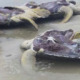 8 Endangered Green Turtles Allegedly Gutted And Discarded on Malaysian Beach - WORLD OF BUZZ
