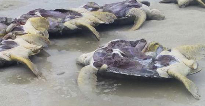 8 Endangered Green Turtles Allegedly Gutted And Discarded on Malaysian Beach - WORLD OF BUZZ