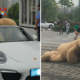 Guy Buys RM6,300 Teddy to Confess His Love, Crush Chooses Bear Instead - WORLD OF BUZZ 6