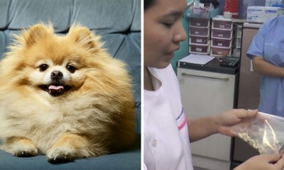 Medical Student Allegedly Kills His Own Dog for Insurance Money - WORLD OF BUZZ 4