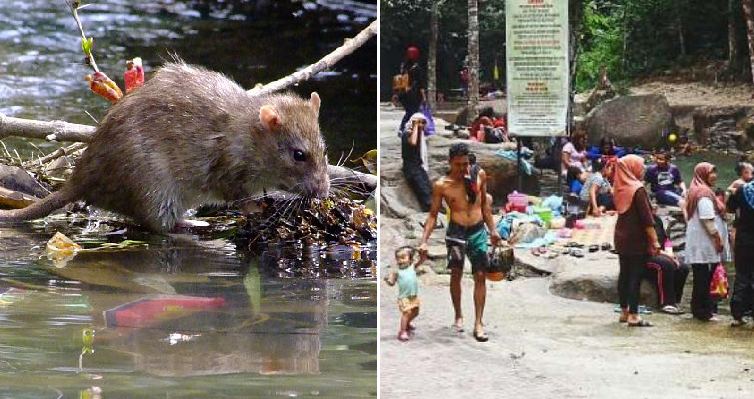Rat Urine Disease Cases Increasing Due to M'sians who Keep Littering - WORLD OF BUZZ 3