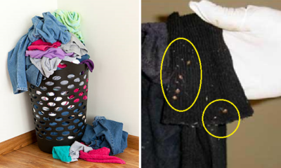 Study Shows Bed Bugs are Attracted to Dirty Laundry, Here's How to Avoid Them - WORLD OF BUZZ