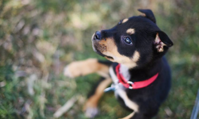This Animal Shelter is Paying 1 Lucky Person to Play with Puppies for RM1700 a Day! - World Of Buzz 5