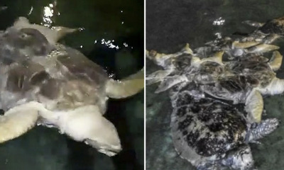 Another 7 Dead Turtles Found Butchered And Tied Up in Malaysian Scuba Diving Spot - WORLD OF BUZZ