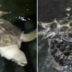 Another 7 Dead Turtles Found Butchered And Tied Up in Malaysian Scuba Diving Spot - WORLD OF BUZZ