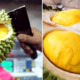 Bentong, Famous For Musang King Durian Chosen to Hold Global Durian Festival in November - WORLD OF BUZZ