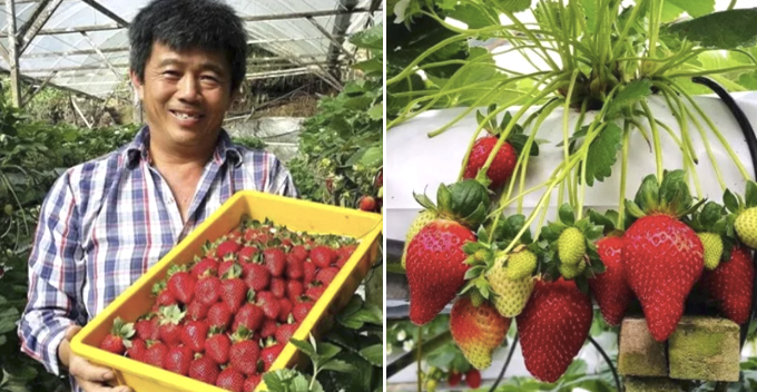 Farmer Plays Music to Strawberries in Cameron Highland, Fruits Are Sweeter and Bigger - WORLD OF BUZZ