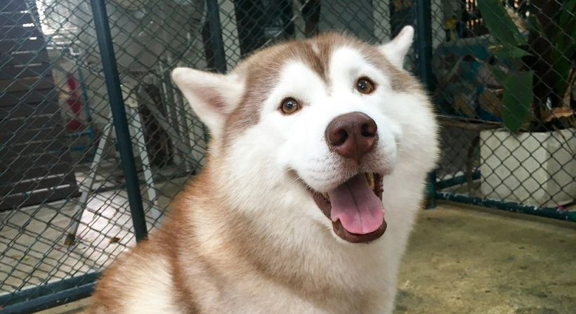 First Husky Cafe in KL Officially Opens and We Can't be Anymore Excited! - WORLD OF BUZZ 1