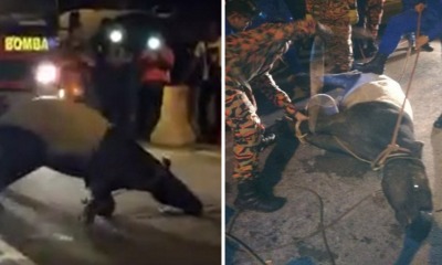 Malaysians Horrified After Endangered Tapir Dies From Mistreatment by Authorities - WORLD OF BUZZ 7