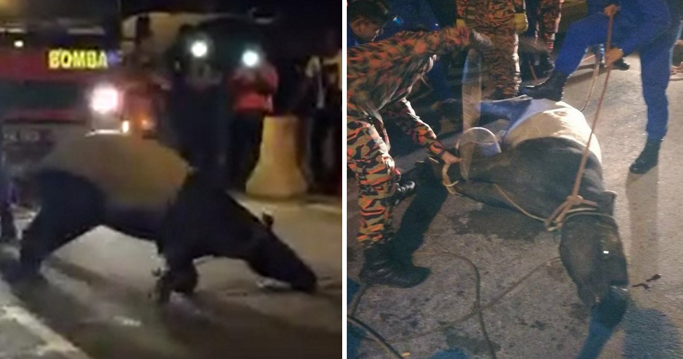 Malaysians Horrified After Endangered Tapir Dies From Mistreatment by Authorities - WORLD OF BUZZ 7