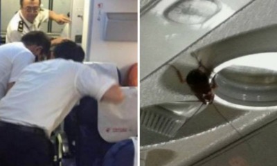 Passengers on 2 International Flights Find Over 100 Cockroaches on Board Planes - WORLD OF BUZZ